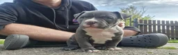 American Bully dogs for sale: American pocket bullys  - Advert 4