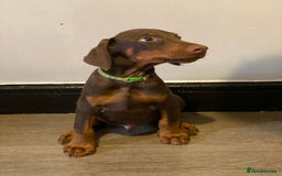 Dobermann dogs for sale: Beautiful Dobermann puppies - Image 8