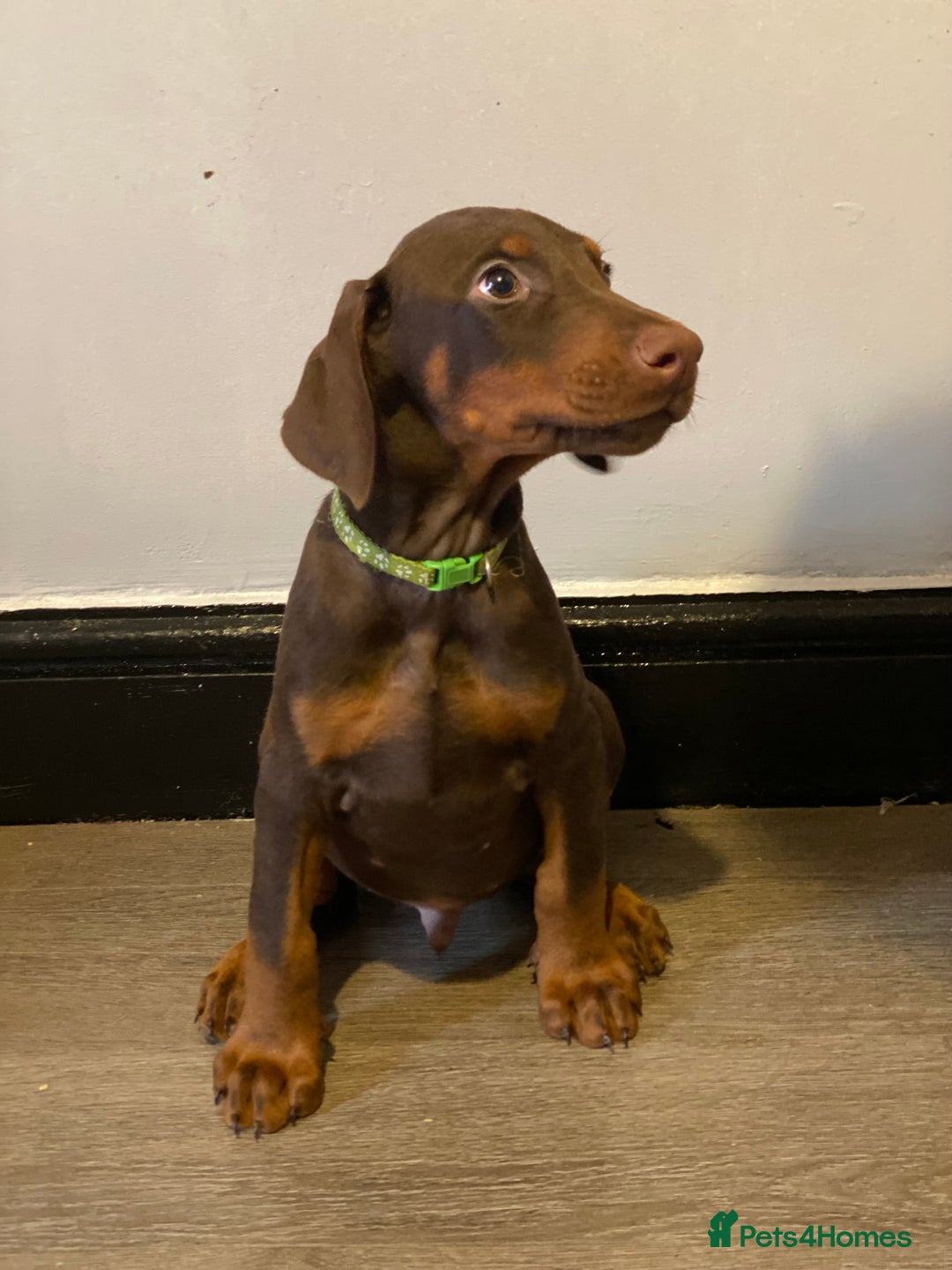Dobermann dogs for sale: Beautiful Dobermann puppies - Image 8