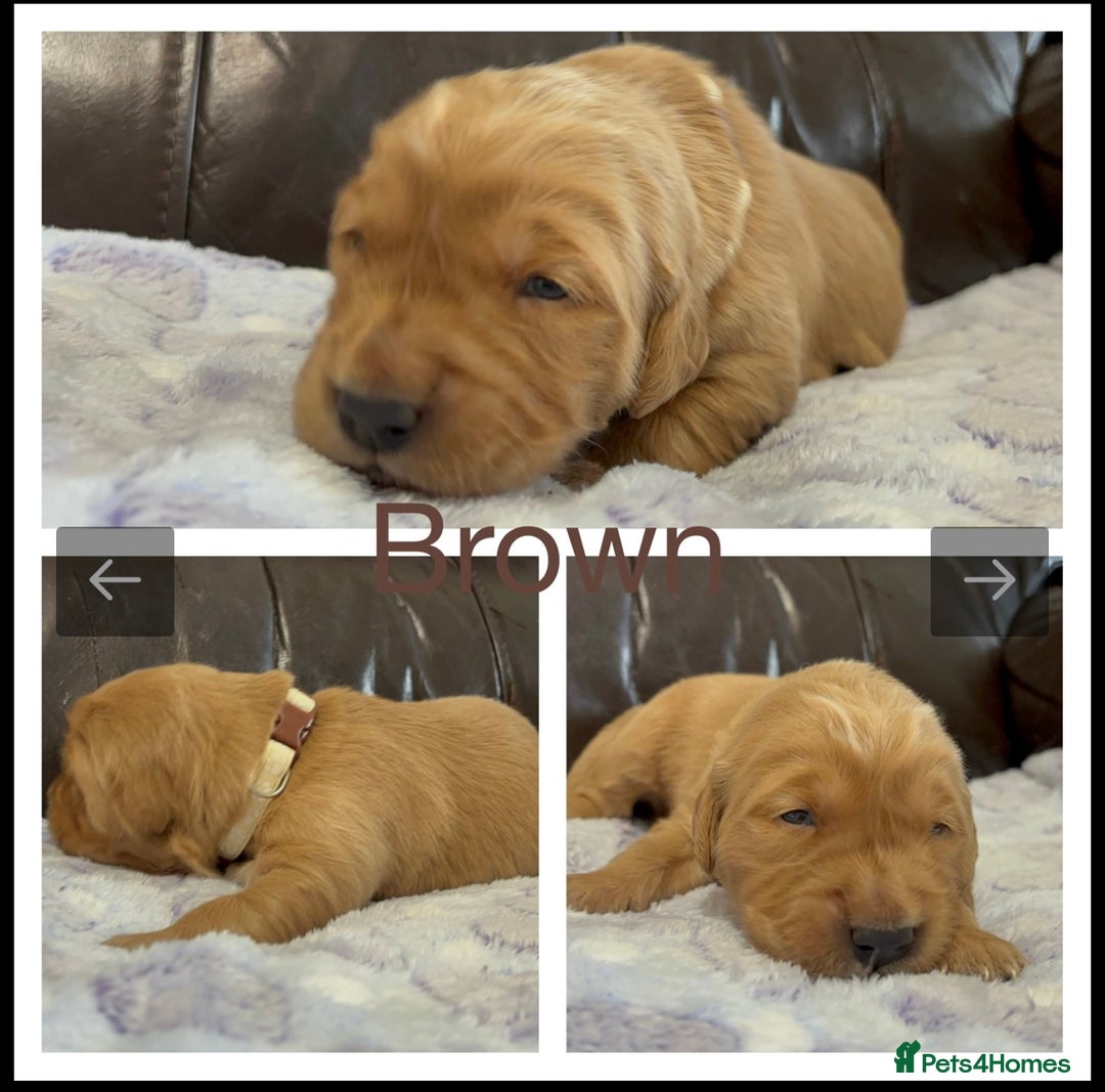 Golden Retriever dogs for sale: KC DNA tested gorgeous golden retriever puppies  - Advert 15