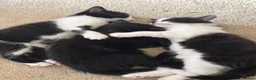 Mixed Breed cats for sale: My Four Adorable Kittens - Advert 1