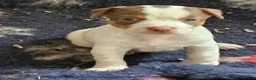 Jack Russell dogs for sale: Beautiful Jack Russell puppies - Advert 7