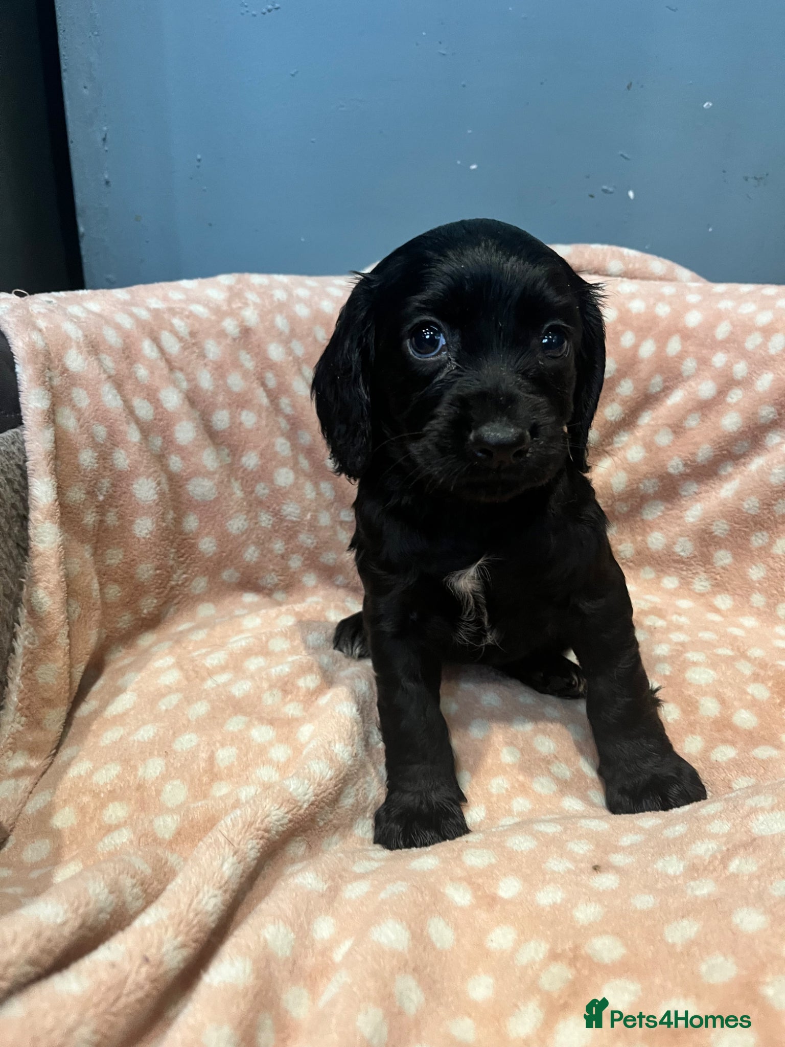 Cocker Spaniel dogs for sale: KC Cocker Spaniel puppies in Abertillery - Advert 12