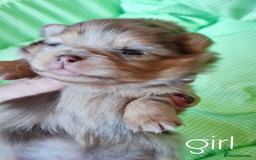 Pomeranian dogs for sale:  KC Teddy Face Merle, Black Exquisite Petite Girls - Advert 5