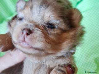 Pomeranian dogs KC Teddy Face Merle, Black Exquisite Petite Girls - Advert 8