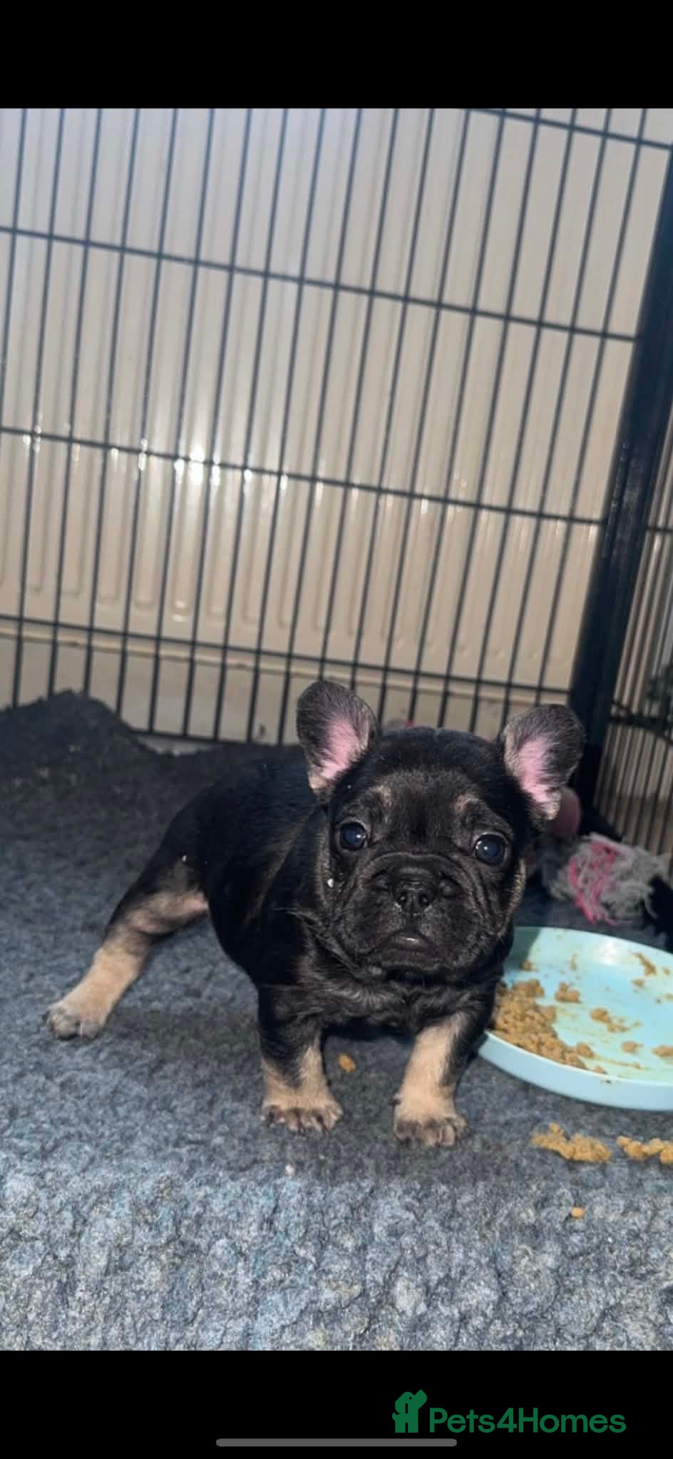 French Bulldog dogs Stunning French bulldogs  - Advert 8