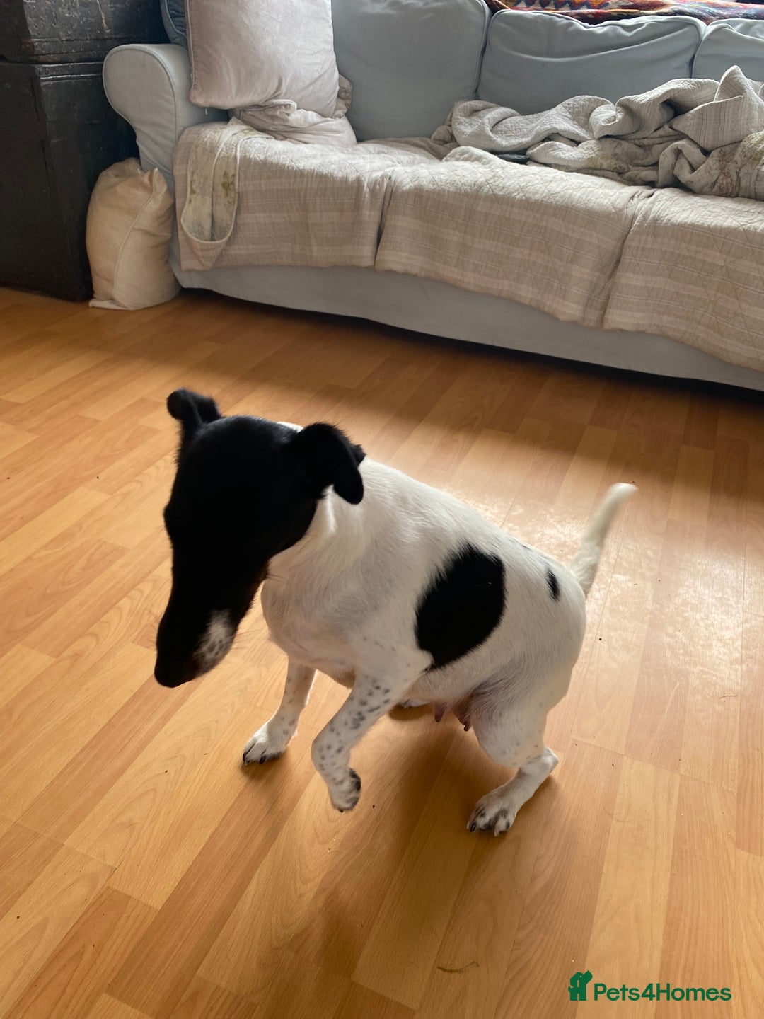 Fox Terrier dogs for sale: Smooth Fox Terrier beautiful home reared puppies   - Advert 2