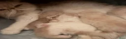 Exotic cats for sale: Exotic Persian  kittens - Advert 20