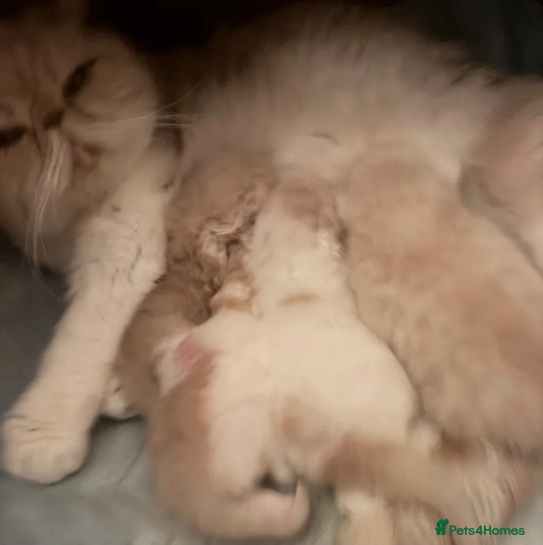 Exotic cats for sale: Exotic Persian  kittens - Advert 20