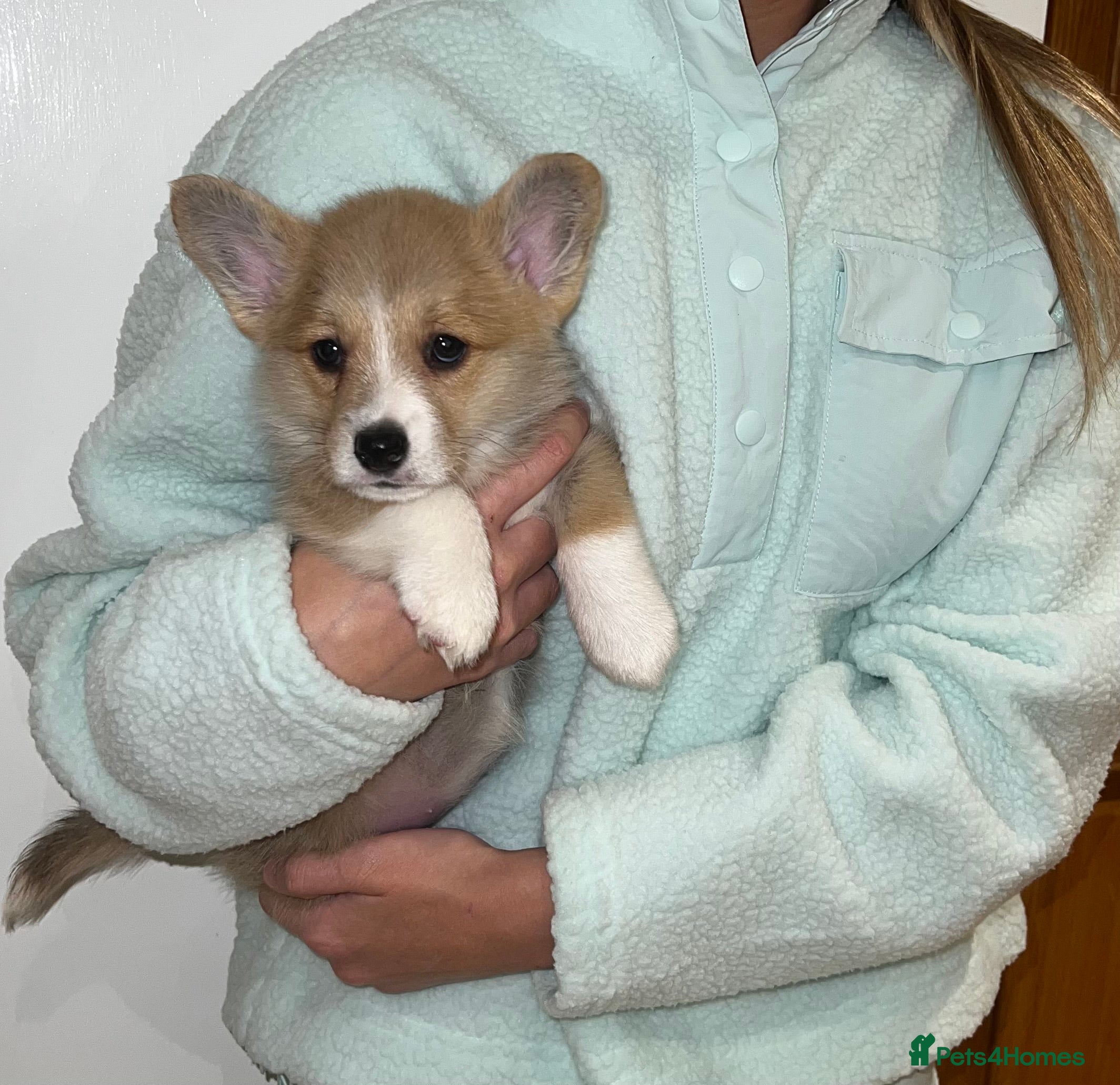 Welsh Corgi Pembroke dogs ⭐️Welsh Pembroke corgis🐶🐾 - Advert 14