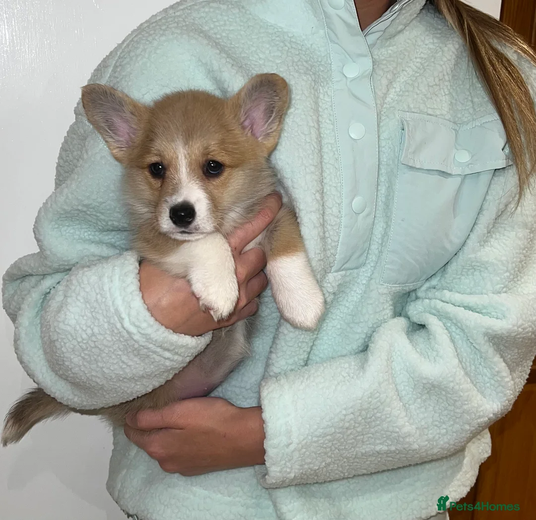 Welsh Corgi Pembroke dogs for sale: ⭐️Welsh Pembroke corgis🐶🐾 - Advert 2