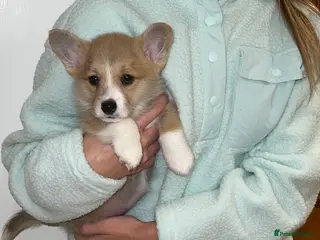 Welsh Corgi Pembroke dogs ⭐️Welsh Pembroke corgis🐶🐾 - Advert 14