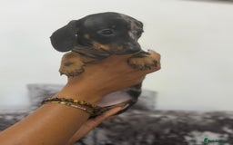 Miniature Dachshund dogs for sale: 7 stunning miniature dachshund puppies - Image 21