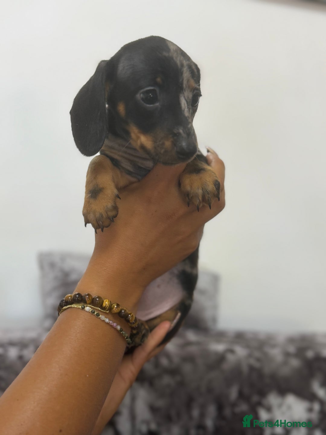 Miniature Dachshund dogs for sale: 7 stunning miniature dachshund puppies - Image 21