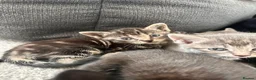 Bengal cats for sale: 🩶 Silver & Black Bengal x Bombay Kittens - Advert 12
