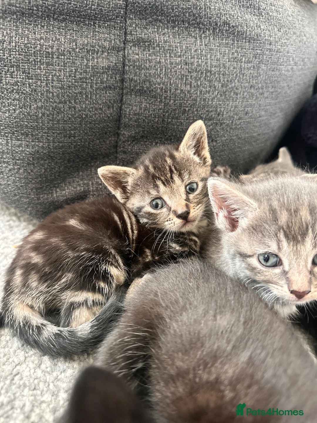 Bengal cats for sale: 🩶 Silver & Black Bengal x Bombay Kittens - Advert 12