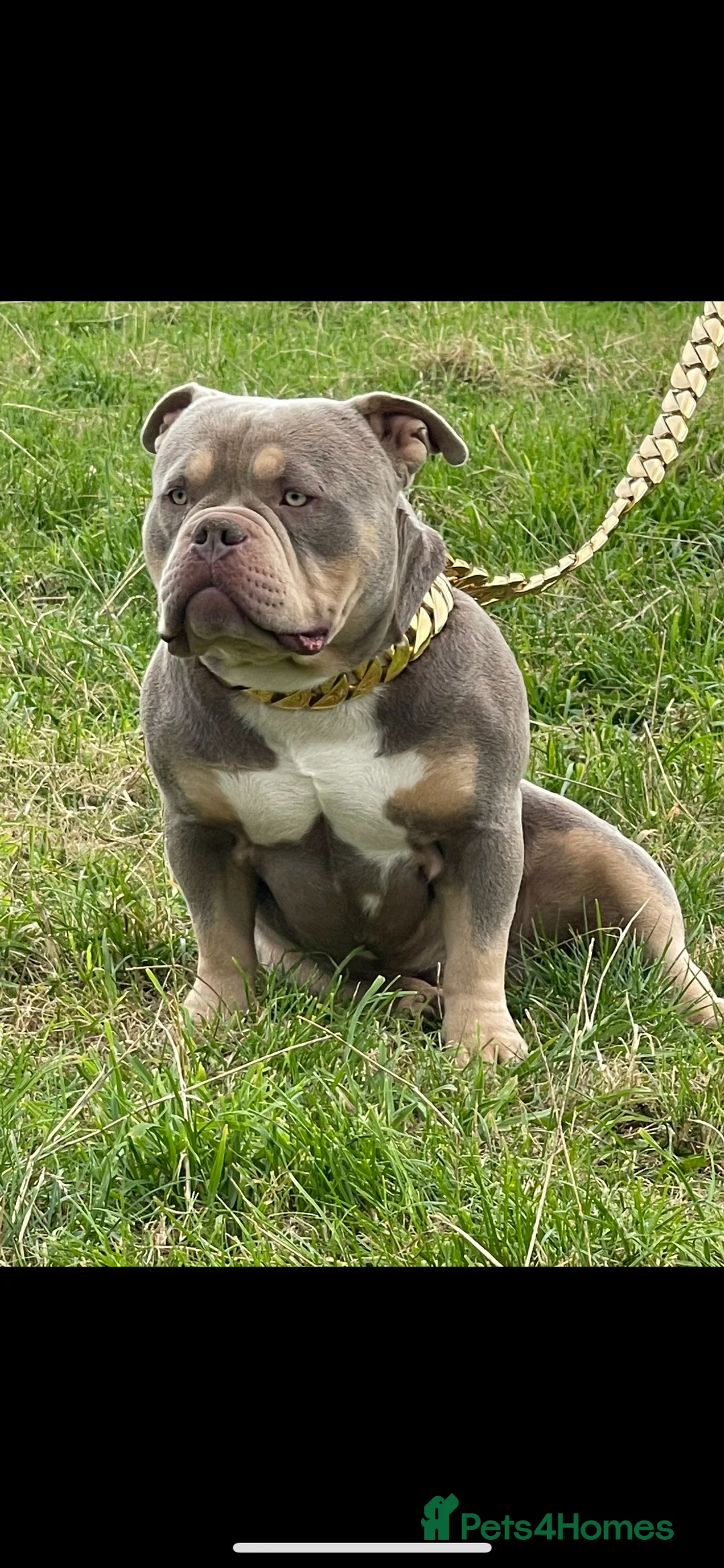 American Bully dogs for stud: Proven lilac tri abkc American pocket bully stud in Trowbridge - Advert 8