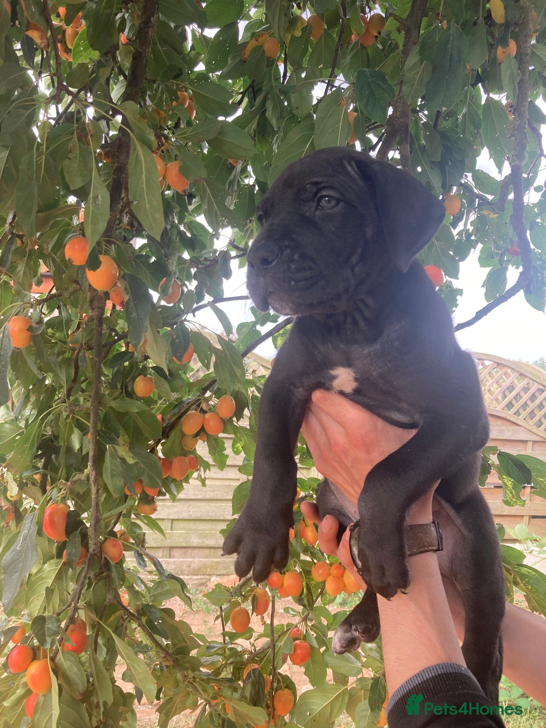Great Dane dogs for sale: Beautiful Great Dane pups - Image 25