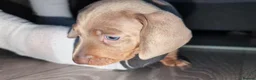 Miniature Dachshund dogs for sale: Gorgeous Purebred Miniature Dachshund Puppies - Advert 30