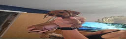 Dachshund dogs for sale: 3 dachshund puppies available  in Horley - Advert 7