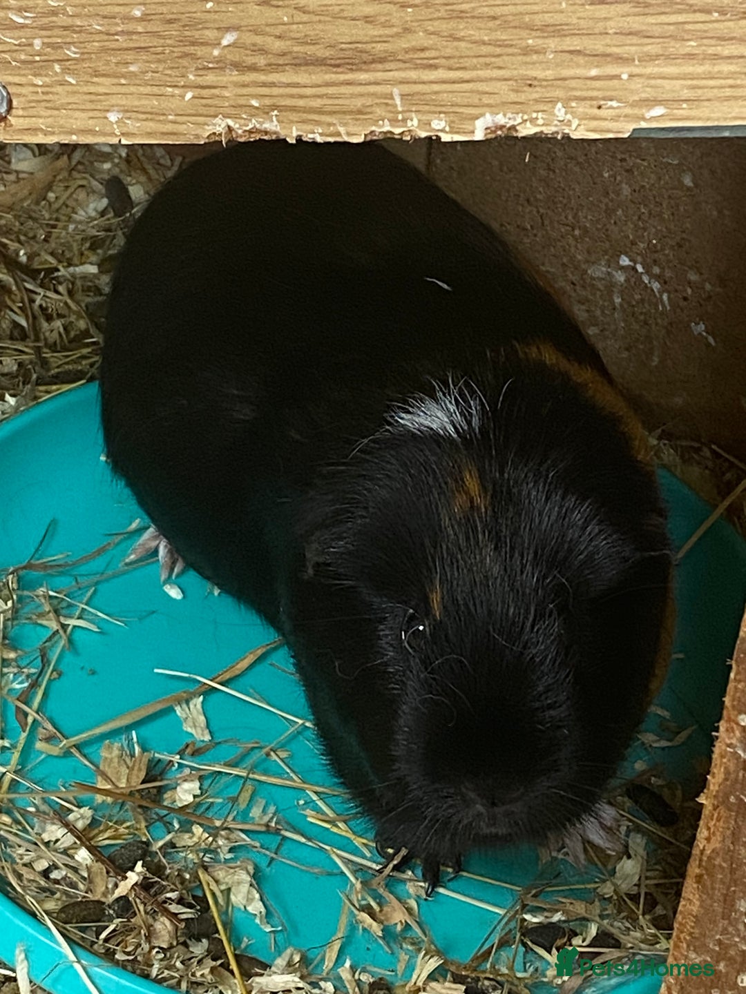 Guinea Pig rodents for sale: 2x female Guinea pigs  - Image 4