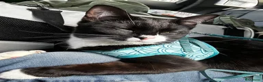 Mixed Breed Kitten 1