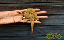 Bearded Dragon reptiles for sale: Bearded dragons for sale (Price reduced) - Image 7
