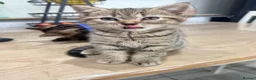 Mixed Breed cats for sale: Beautiful fluffy kittens  - Advert 10