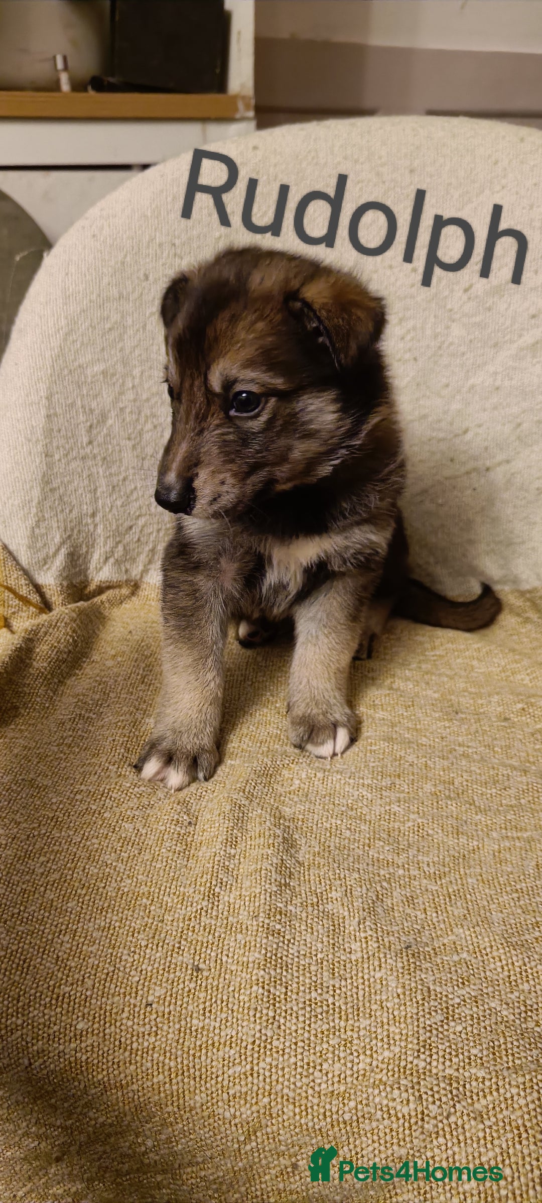 Shepsky dogs for sale: 9x Gorgeous Shepsky Puppies available 31/01 - Advert 20