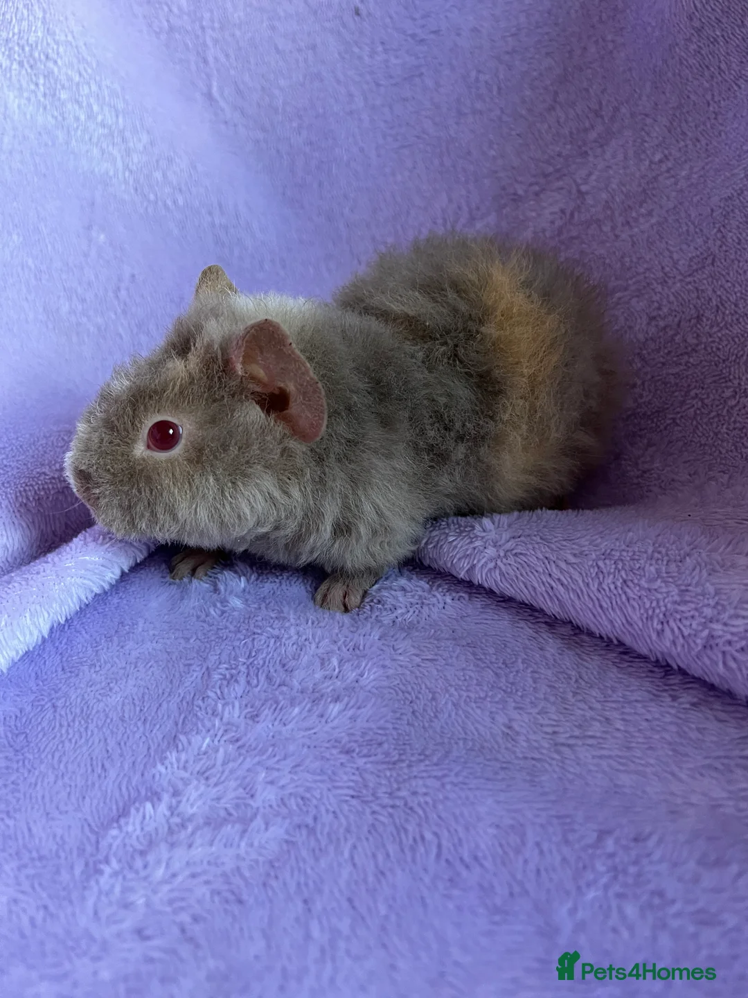 Guinea Pig rodents for sale: 2 teddy brothers  - Advert 2