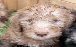 Bedlington Terrier dogs for sale: Bedlington terriers - working stock - Image 21