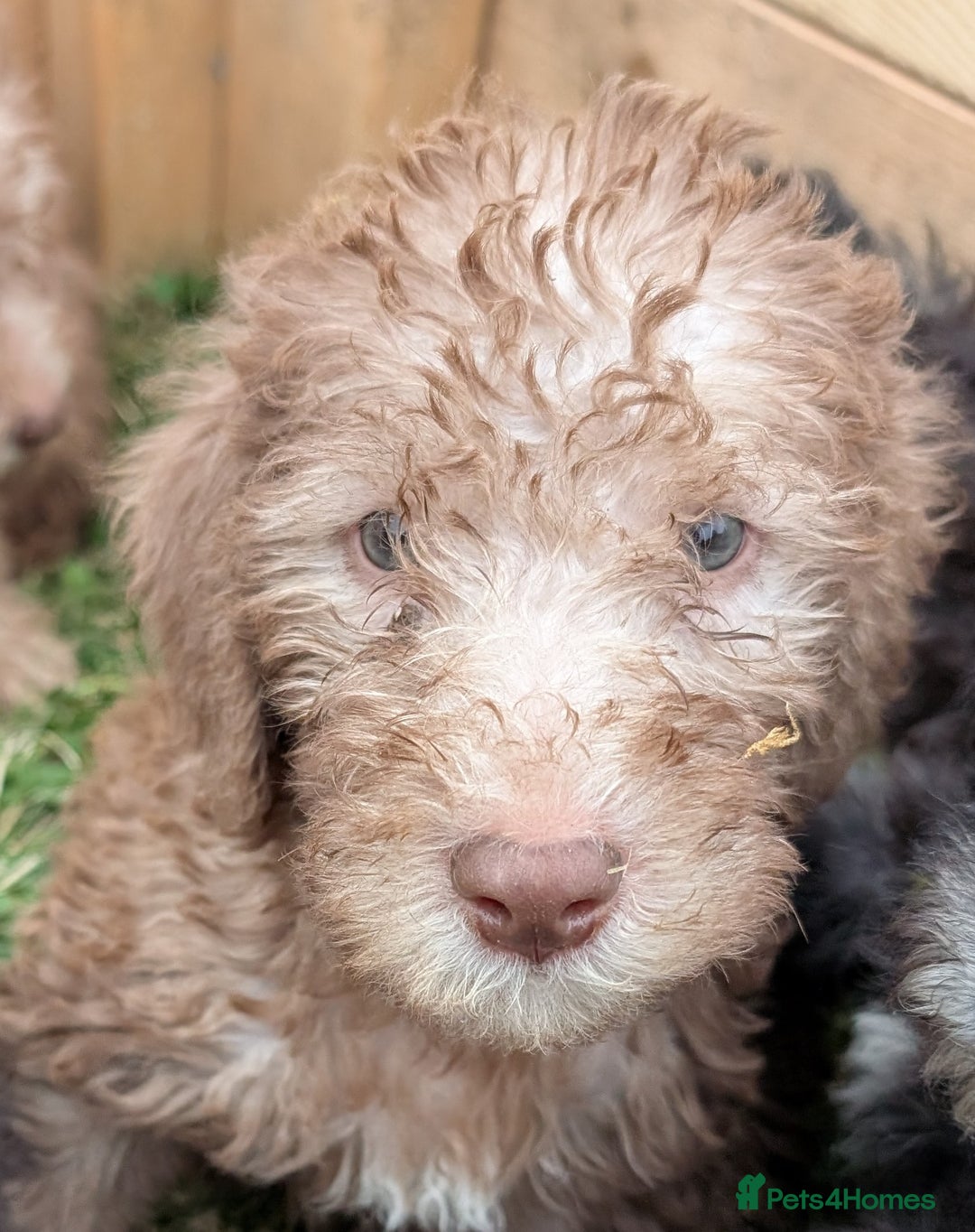 Bedlington Terrier dogs for sale: Bedlington terriers - working stock - Image 21