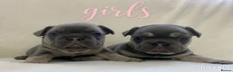 French Bulldog dogs for sale: French Bulldog Blue and Tan Puppies in Great Yarmouth - Advert 1