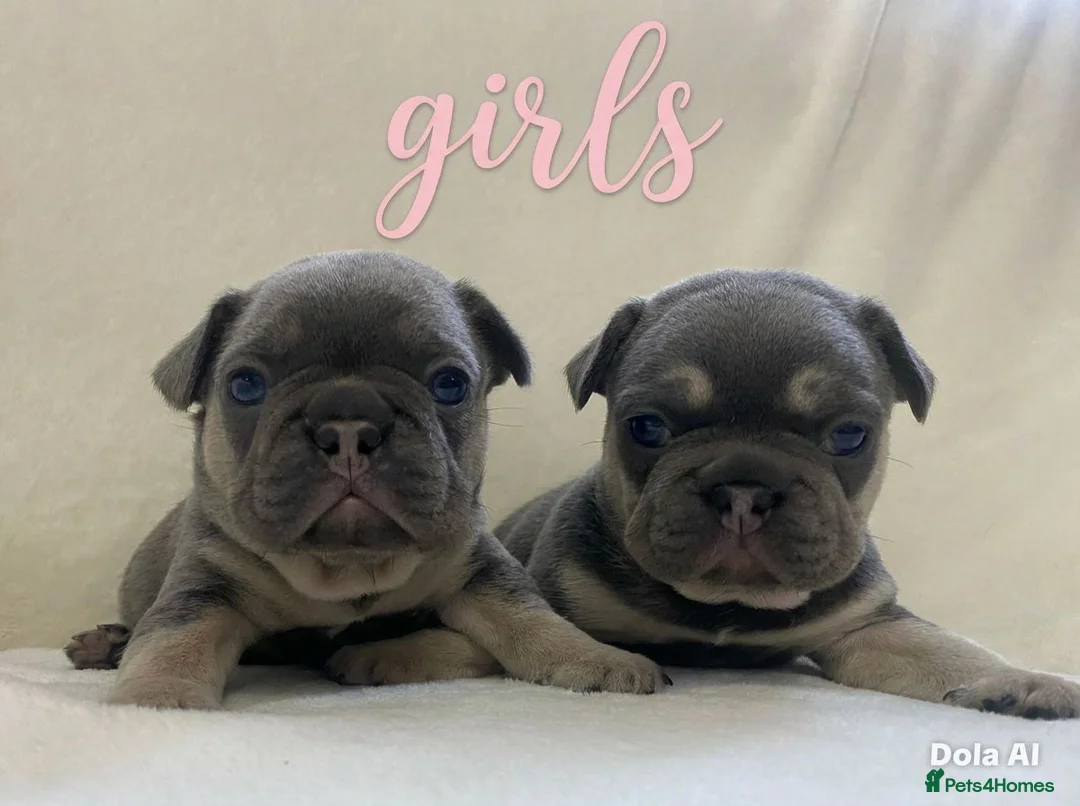 French Bulldog dogs for sale: French Bulldog Blue and Tan Puppies in Great Yarmouth - Advert 1