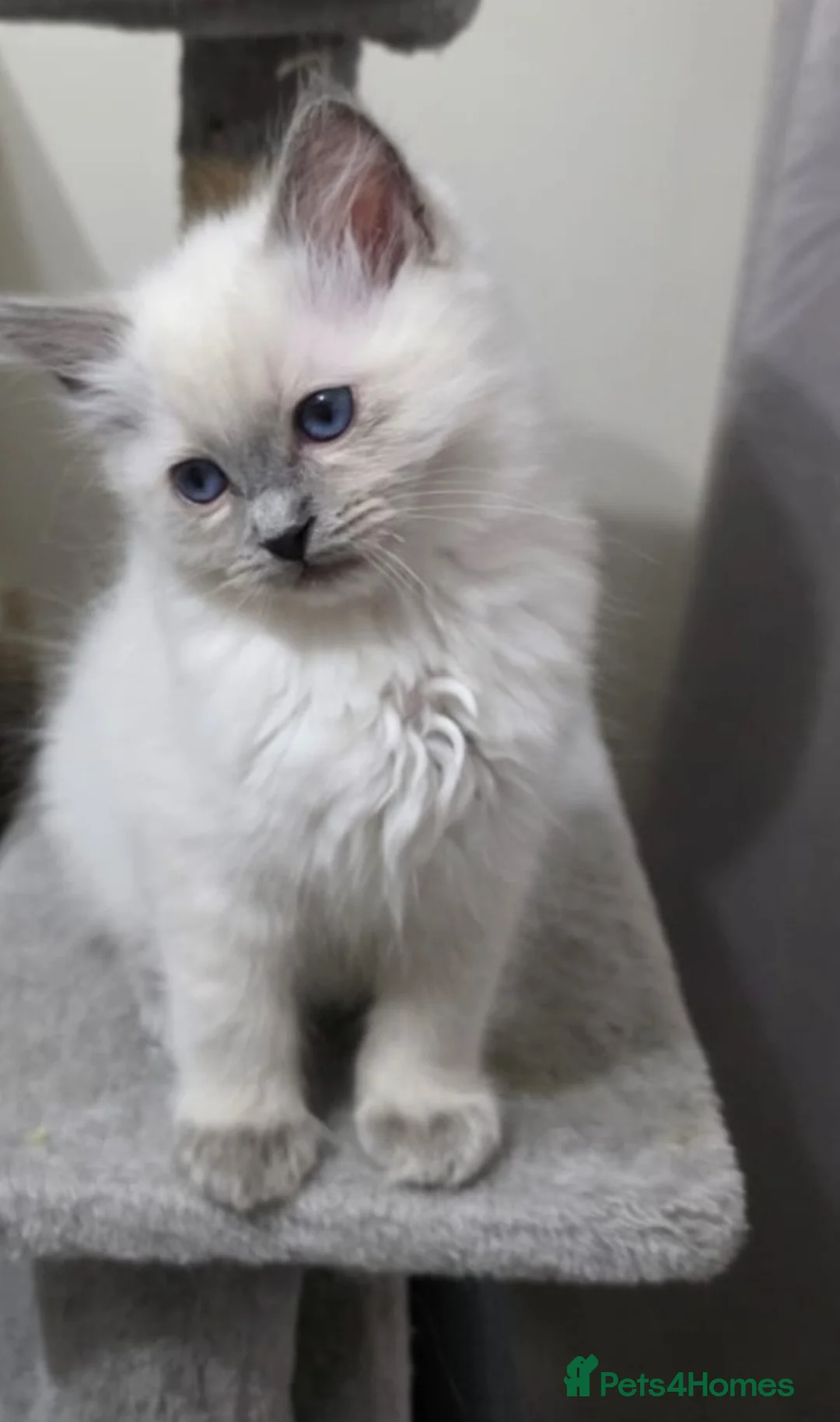 Ragdoll cats for sale: Two beautiful Ragdoll kittens one male one female  - Advert 5