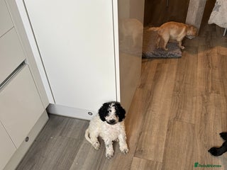 Cockapoo dogs - Advert 32