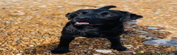Labrador Retriever dogs for sale: RELISTED DUE TO TIMEWASTER! Gorgeous Lab Puppy - Advert 18