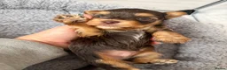 Yorkshire Terrier dogs for sale: Beautiful chocolate Biwer Yorkshire Terrier pupp  - Advert 1