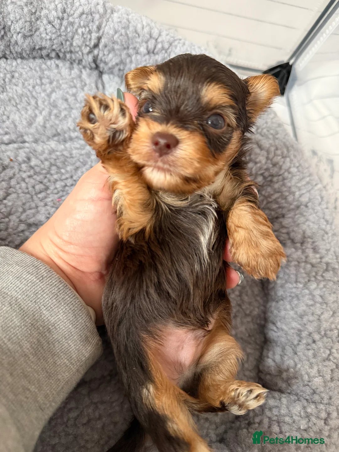 Yorkshire Terrier dogs for sale: Beautiful chocolate Biwer Yorkshire Terrier pupp  - Advert 1