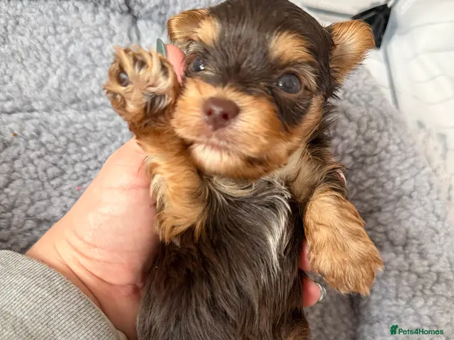 Yorkshire Terrier dogs Beautiful chocolate Biwer Yorkshire Terrier pupp - Advert 5