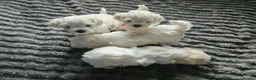 Maltese dogs for sale: Beautiful Maltese Puppies - Advert 7