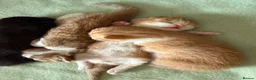 Mixed Breed cats for sale: 2 gorgeous ginger kittens - Advert 15