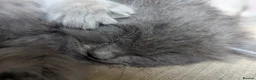 Ragcoon cats for sale: Ragdoll x maine coon kittens -bl&w boy & grey girl - Advert 1