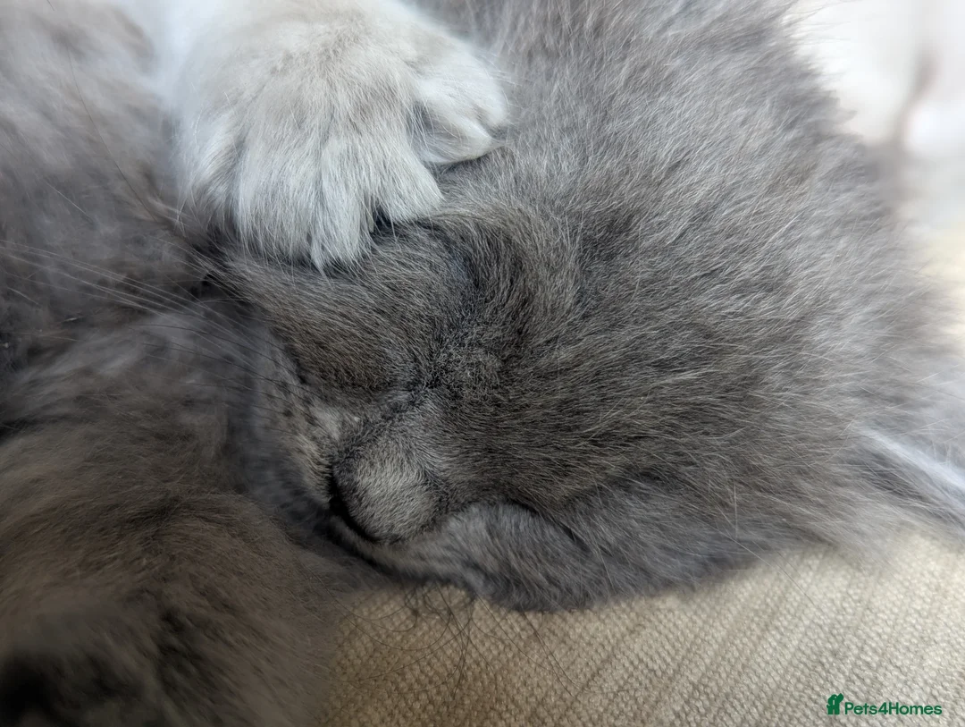Ragcoon cats for sale: Ragdoll x maine coon kittens -bl&w boy & grey girl - Advert 1