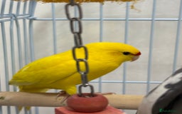 Parrots birds for sale: Beautiful Adorable Kakariki Talking Parrots - Image 4