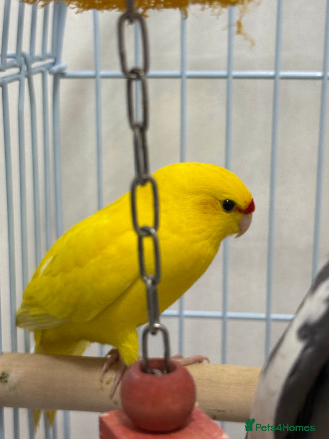 Parrots birds for sale: Beautiful Adorable Kakariki Talking Parrots - Image 4