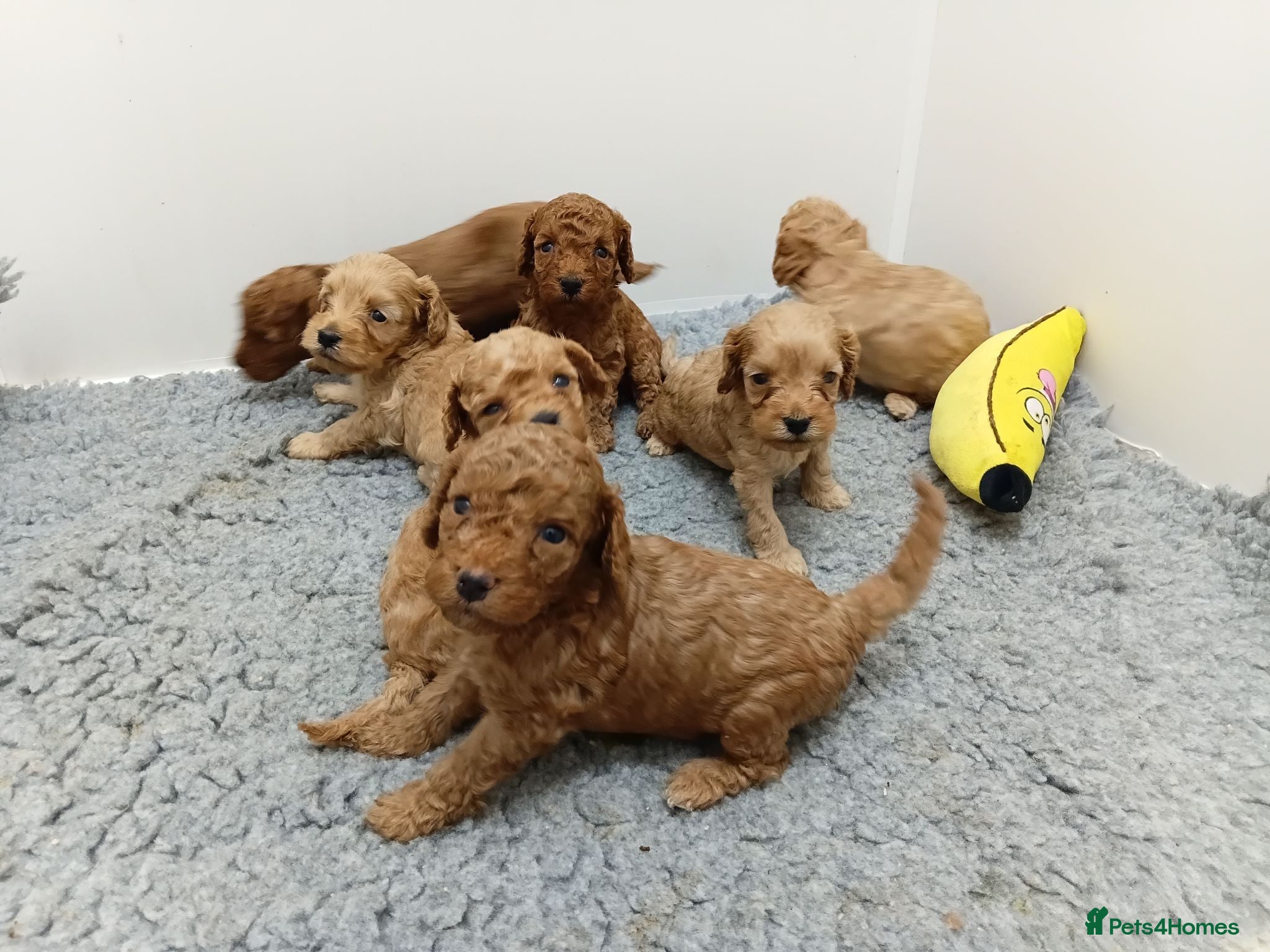 Cockapoo dogs Stunning Red and Gold F1b cockapoo puppies  - Advert 2