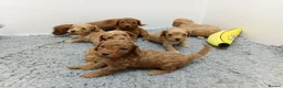 Cockapoo dogs for sale: Stunning Red and Gold F1b cockapoo puppies  - Advert 1