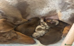 Miniature Dachshund dogs for sale: Miniature dachshund  - Image 15
