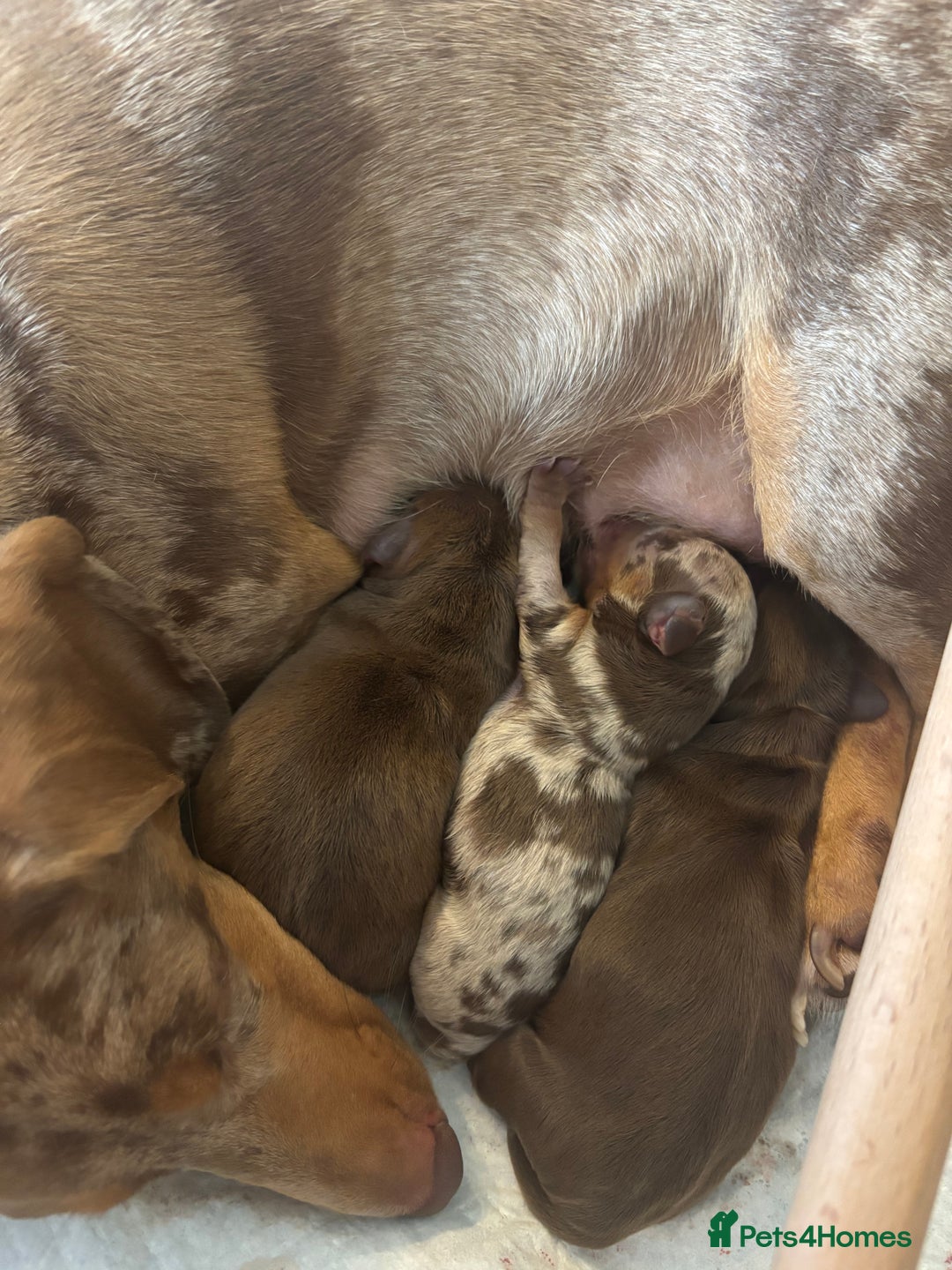 Miniature Dachshund dogs for sale: Miniature dachshund  - Image 15